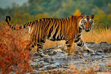 Private 5-Day Tiger Safari and Golden Triangle Tour from Delhi