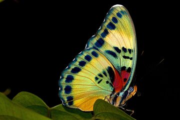 14 Day Ghana Butterfly Tour