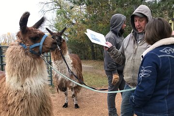 Small-Group Llama Encounter in Livingston 