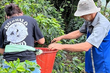 2-Hour Cabanisi Coffee Farm Activity