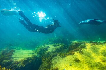 Kangaroo Island Ocean Safari - Snorkeling Safari