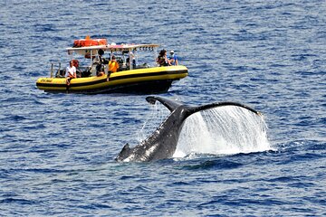 Whale Watching Maui: 2-Hour Small Group Raft Tour from Lahaina