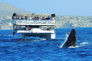 Whale Watching Sunset Tour 
