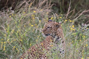 Morning or Afternoon Game Drive in Zambezi National Park Victoria Falls