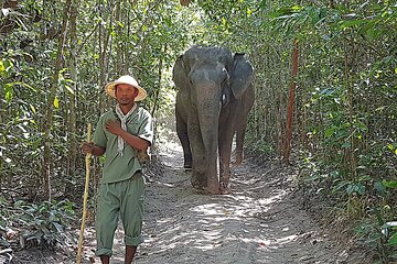 Elephant Forest tour by Jeep