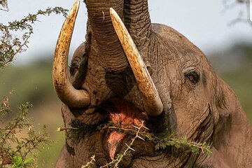 Unforgettable Safari Package with luxury experience