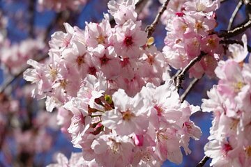 Taipei Cherry Blossom Day Tour to Yangmingshan and Tamsui