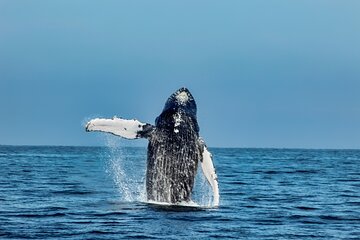 Whale Watching Experience All-Inclusive Adventure