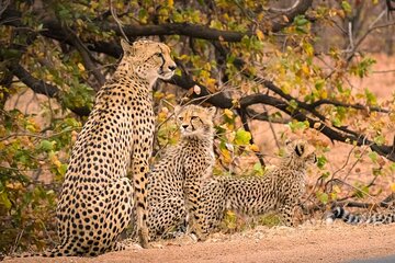 4 Day Private Kruger National Park Safari and Panorama Route Tour