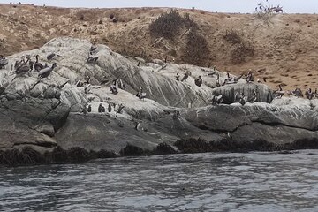 Full-Day Penguins island, Winery & Horse Riding from Santiago