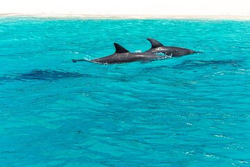 Dolphin Tour & Snorkeling at Mnemba Island