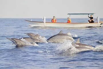 Watching Dolphin Tour at Lovina Beach 