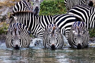 4 Days Private Tarangire, Serengeti and Ngorongoro Crater Tour 