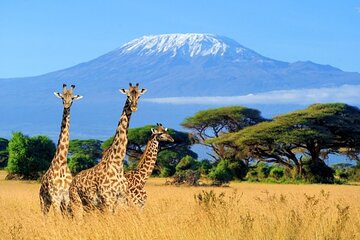 Mt Kilimanjaro Hiking via Marangu Route Day Trip 