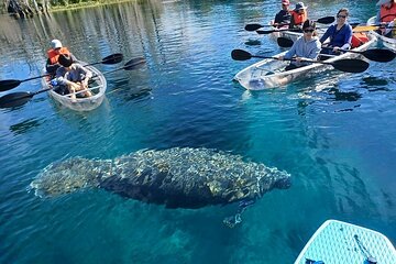 Clear Kayak or Paddleboard Manatee Adventure