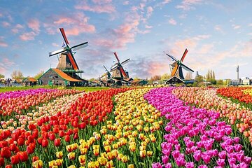 Private Keukenhof Tulip Fields & Flowers Sightseeing Tour From Rotterdam