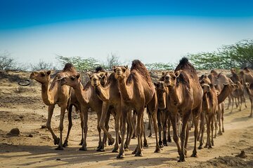 Kuwait City Border Farms & Desert Tour