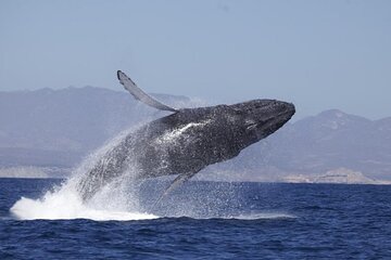 4-Hour Whale Watching Cruise in Puerto Vallarta