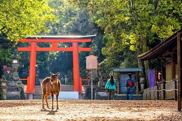 Arashiyama & Nara Highlights: One-Day Private Tour Adventure