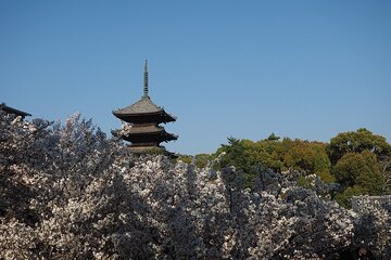 Kyoto's World Heritage Walking Tour from Kyoto st.