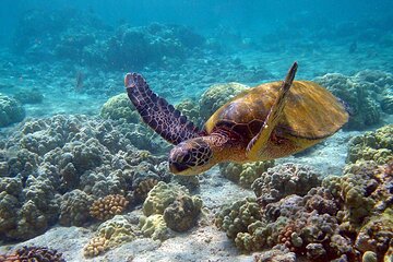 Eco Tour at Sian Kaan! Swim and Safari from Cancun