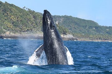 Whales Watching Half Day Experience