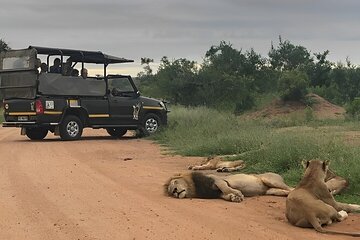 Experience Kruger National Park