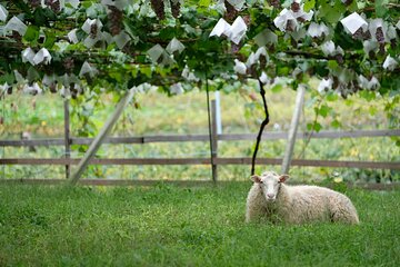 Private Wine Tasting Tour in Yamanashi Prefecture