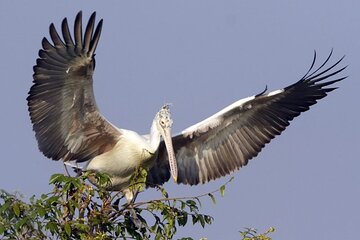 Prek Toal Birds Sanctuary & floating Village Private Tours from Siem Reap