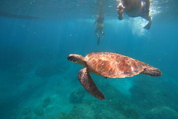 Private Snorkeling in Manta, Gamat & Wall at Nusa Penida Islands