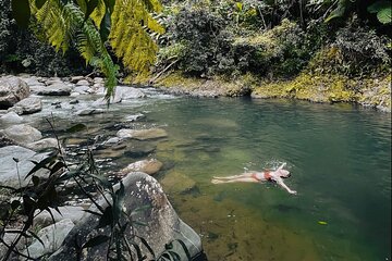 El Yunque Rainforest Guided Tour with Transport