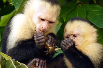 2 Day Private Tour in Tambopata Amazon