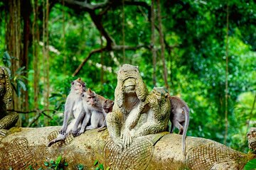 Full Day Tour Monkey Forest Temple Falls and Rice Terrace in Ubud