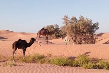 Petit Desert one day departure from Agadir