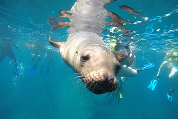 Small Group Snorkeling and Swim with Whale Sharks & Sea Lions in La Paz