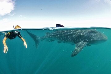 Small group Whale Shark snorkeling in La Paz BCS MX