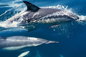 Private Speed Boat Dolphins and Snorkeling Cruise in Hurghada