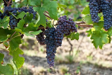 Organic Farms and Natural Wines Private Tour in Valtellina