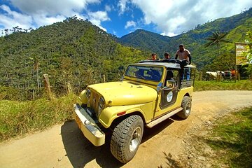 Tour La Carbonera. A large forest of Palmas de Cera