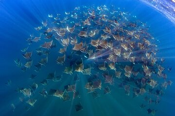 Mobula Ray Ocean Safari Day Trip 