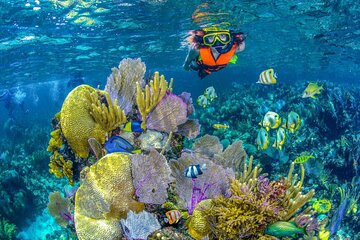 Half Day Guided Snorkeling Adventure Tour from Riviera Maya