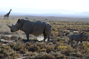 Arusha: 5 days Safari Trip Tarangire, Lake Manyara and Ngorongoro
