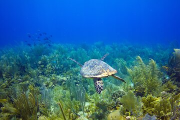 Diving at Silk Caye