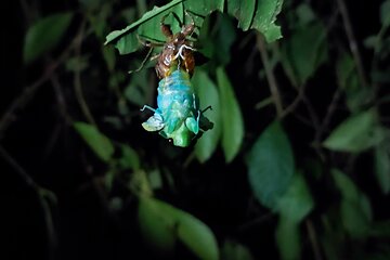 Manzanillo Rainforest night walk 