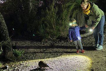 Nocturnal Wildlife Tour from Busselton or Dunsborough