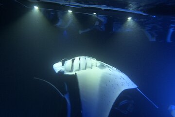 Manta Ray Snorkeling by Night in Kailua-Kona, Hawaii