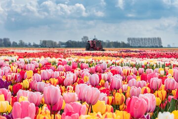 Skip-the-Line Keukenhof Gardens Sighseeing Tour from Amsterdam