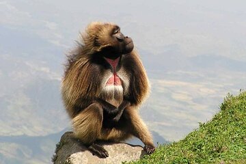 Historical and Nature Day Trip To Debre Libanos Monastery 