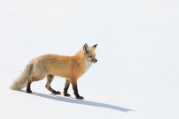 Yellowstone Winter Wildlife Safari From Gardiner