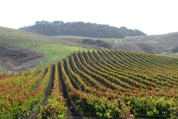 Wine Country Van Tour in Santa Ynez Valley